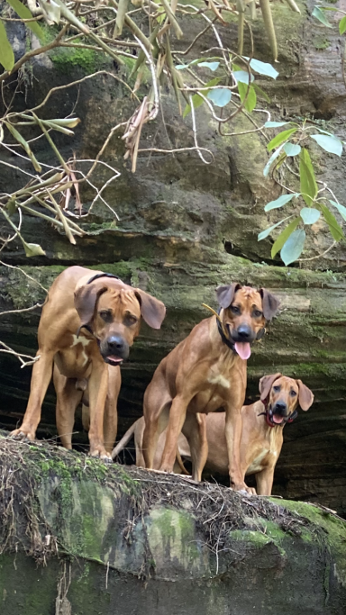 Rhodesian Ridgeback Puppies Breeding Lure Coursing Barn Hunt Fast Cat Dock Diving Conformation Rally SceRhodesian Ridgeback puppies breeding