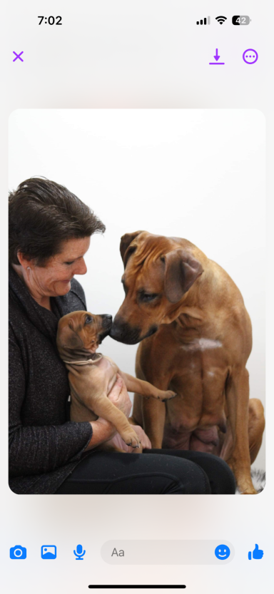 Rhodesian Ridgeback puppies breeding