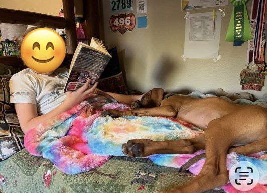 Future Tail Wagging Tutor!! Rhodesian Ridgeback Puppies Breeding Lure Coursing Barn Hunt Fast Cat Dock Diving Conformation Rally Scent Ridgeback puppies breeding