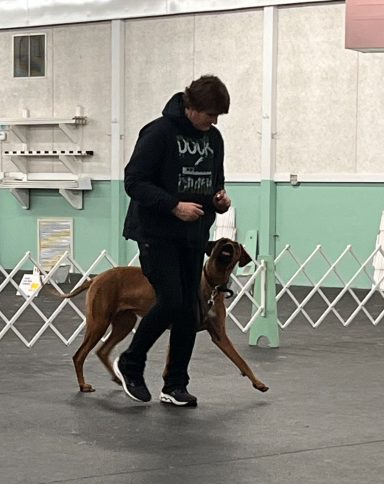 Rhodesian Ridgeback Puppies Breeding Lure Coursing Barn Hunt Fast Cat Dock Diving Conformation Rally Rhodesian Ridgeback puppies breeding