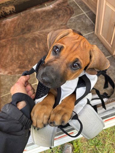 Rhodesian Ridgeback Puppies Breeding Lure Coursing Barn Hunt Fast Cat Dock Diving  Rally Scent Work Therapy Dog GrandCompanion 