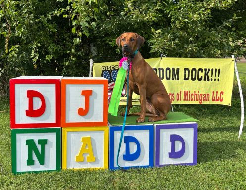 Rhodesian Ridgeback Puppies Breeding Lure Coursing Barn Hunt Fast Cat Dock Diving Conformation Rally Scent Ridgeback puppies breeding