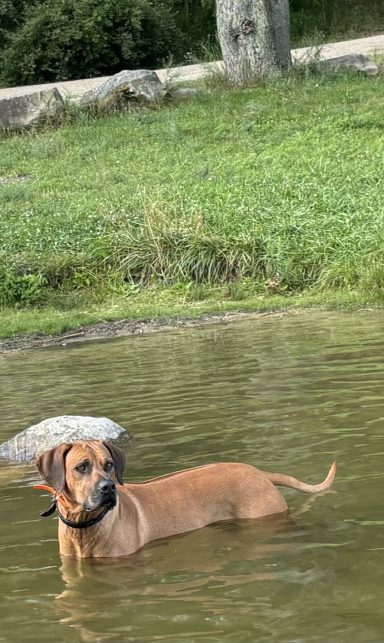 Rhodesian Ridgeback Puppies Breeding Lure Coursing Barn Hunt Fast Cat Dock Diving Conformation Rally Scent Ridgeback puppies breeding