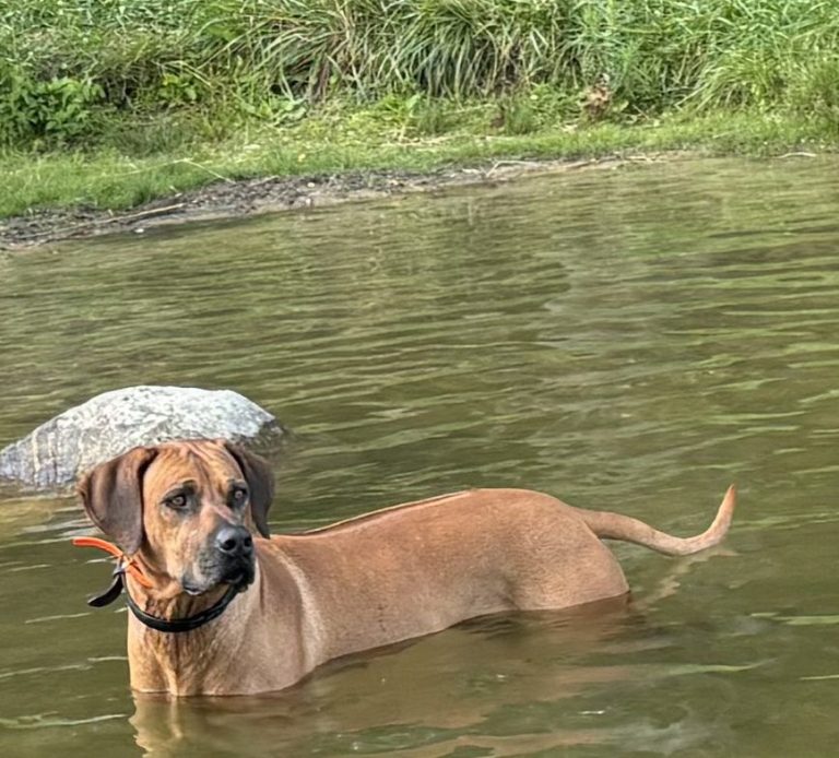 Rhodesian Ridgeback Puppies Breeding Lure Coursing Barn Hunt Fast Cat Dock Diving Conformation Rally scent puppies breeding