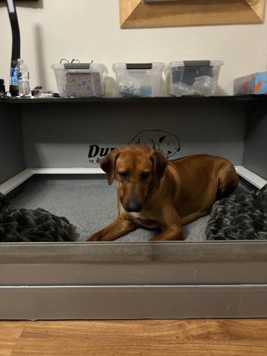 breeding puppies Rhodesian Ridgeback dock diving, barn hunt, lure coursing, fast cat, coursing, conformation, therapy dog, companion, scent,