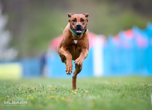 Rhodesian Ridgeback Puppies Breeding Lure Coursing Barn Hunt Fast Cat Dock Diving Conformation Rally Scent Ridgeback puppies breeding