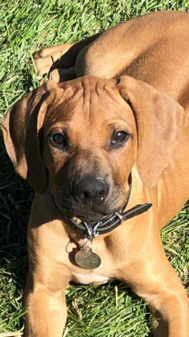 Rhodesian Ridgeback Puppies Breeding Lure Coursing Barn Hunt Fast Cat Dock Diving Conformation Rally Scent Work Therapy Dog Companionship 