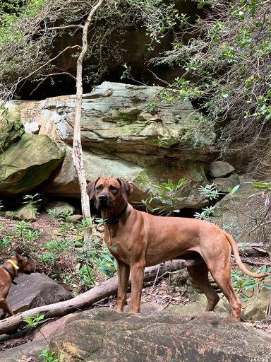 Rhodesian Ridgeback Puppies Breeding Lure Coursing Barn Hunt Fast Cat Dock Diving Conformation Rally Scent Work Therapy Dog Companionship 