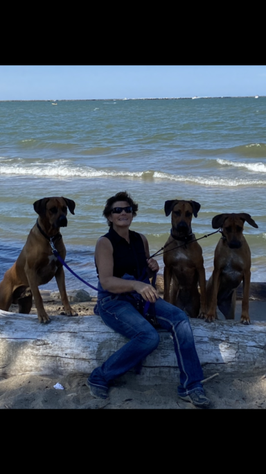Rhodesian Ridgeback Puppies Breeding Lure Coursing Barn Hunt Fast Cat Dock Diving Conformation Rally SceRhodesian Ridgeback puppies breeding