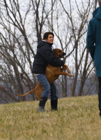 BUNNIES!!! Rhodesian Ridgeback Puppies Breeding Lure Coursing Barn Hunt Fast Cat Dock Diving Conformation Rally Scent Ridgeback puppies breeding