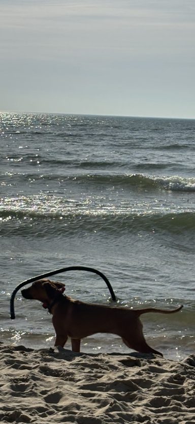 Rhodesian Ridgeback Puppies Breeding Lure Coursing Barn Hunt Fast Cat Dock Diving Conformation Rally SceRhodesian Ridgeback puppies breeding