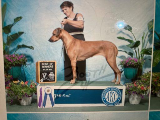 Rhodesian Ridgeback Puppies Breeding Lure Coursing Barn Hunt Fast Cat Dock Diving Conformation Rally Scent Work Therapy Dog Companionship 
