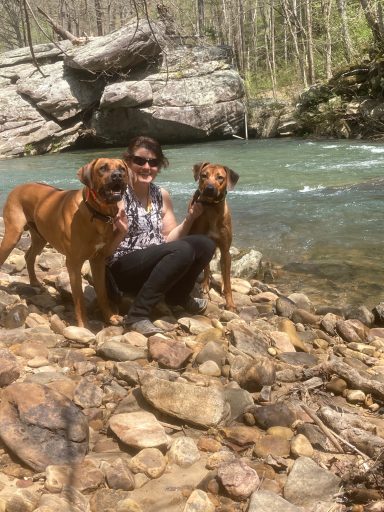 Rhodesian Ridgeback Puppies Breeding Lure Coursing Barn Hunt Fast Cat Dock Diving Conformation Rally Scent Work Therapy Dog Companionship 