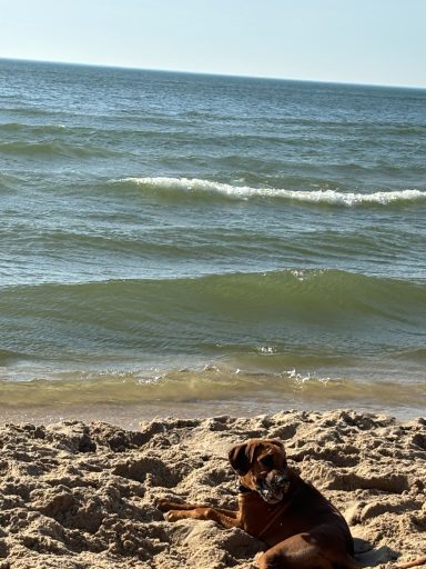 Rhodesian Ridgeback Puppies Breeding Lure Coursing Barn Hunt Fast Cat Dock Diving Conformation Rally SceRhodesian Ridgeback puppies breeding