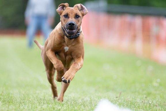 Rhodesian Ridgeback Puppies Breeding Lure Coursing Barn Hunt Fast Cat Dock Diving Conformation Rally Scent Ridgeback puppies breeding