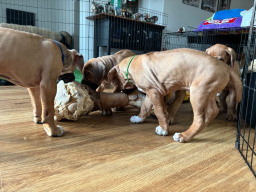 Rhodesian Ridgeback breeding puppies