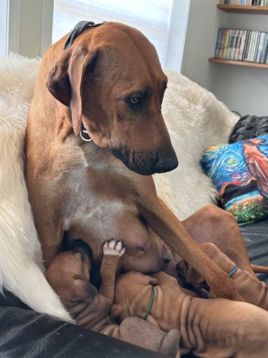 Rhodesian Ridgeback Puppies Breeding Lure Coursing Barn Hunt Fast Cat Dock Diving Conformation Rally Scent Ridgeback puppies breeding
