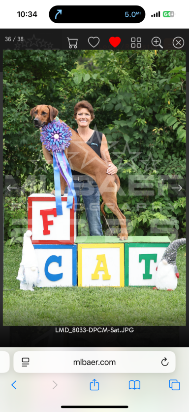 Rhodesian Ridgeback Puppies Breeding Lure Coursing Barn Hunt Fast Cat Dock Diving Conformation Rally Scent Ridgeback puppies breeding