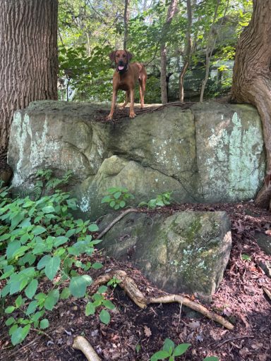 Rhodesian Ridgeback Puppies Breeding Lure Coursing Barn Hunt Fast Cat Dock Diving Conformation Rally Scent Ridgeback puppies breeding